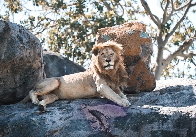 Ruaha lion Tanzanie