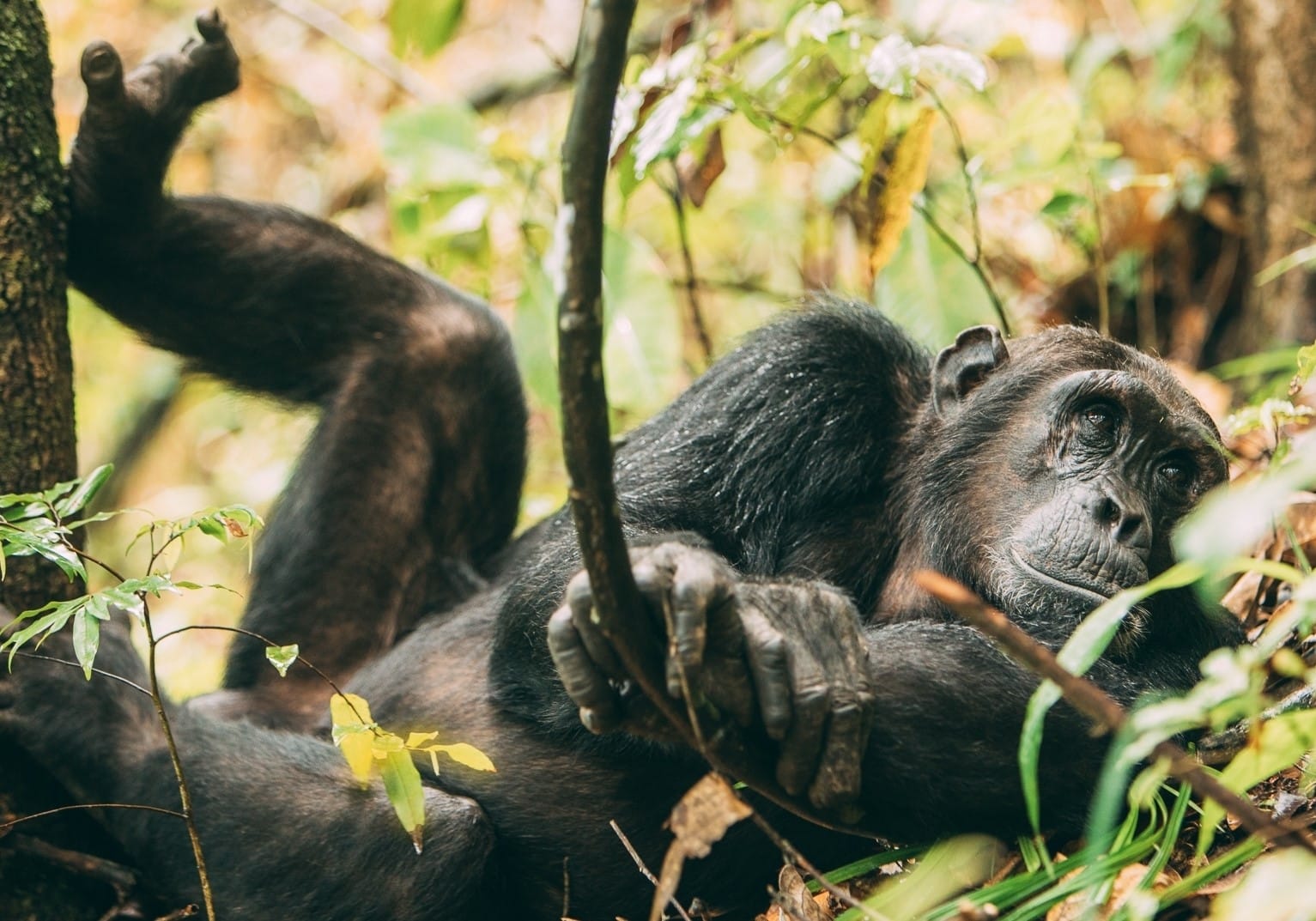 parc Mahale Chimpanzes ouest Tanzanie