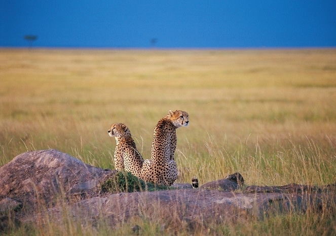 Seronera-centre-Serengeti-Nord-Tanzanie