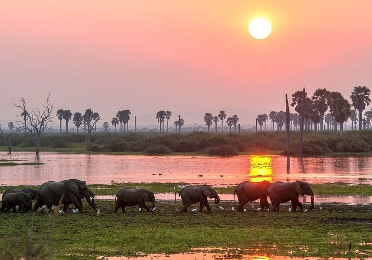 Sud Tanzanie safari Selous Nyerere