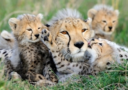 familles safaris Tanzanie 1