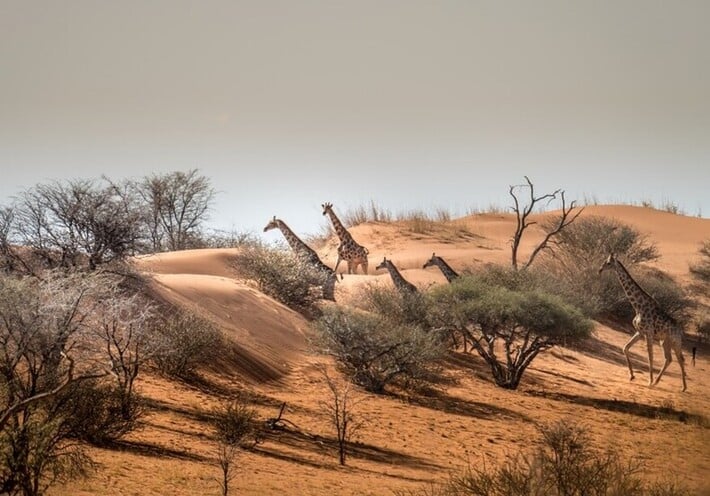 Namibie desert Kalahari bagatelle ranch