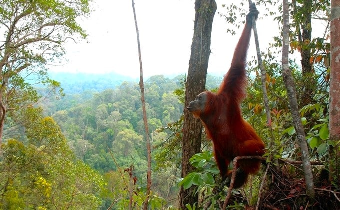 OrangOutan Sumatra