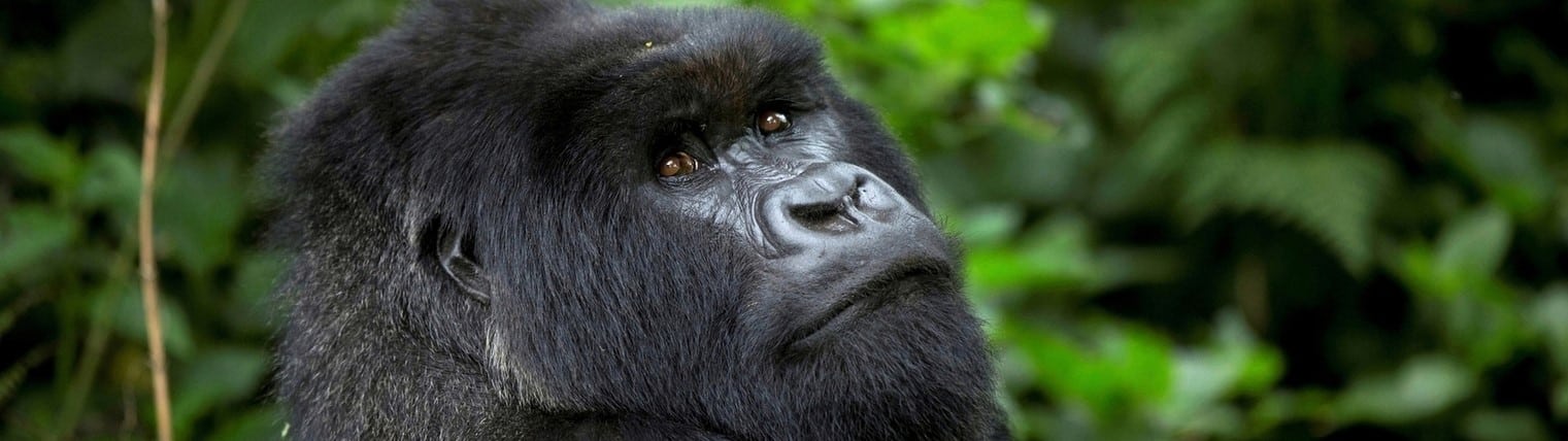 Rwanda gorilles montagnes Virunga