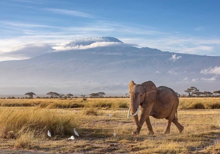 Safari Amboseli Kenya