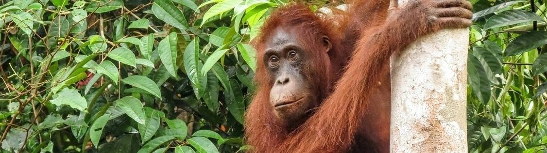 voyage malaisie Borneo Orangoutan min 2