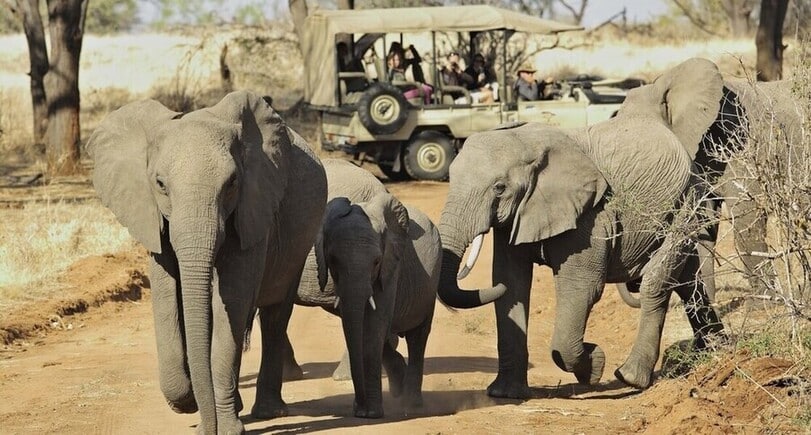 Famille d'elephants observés lors d'un safari à Ruaha