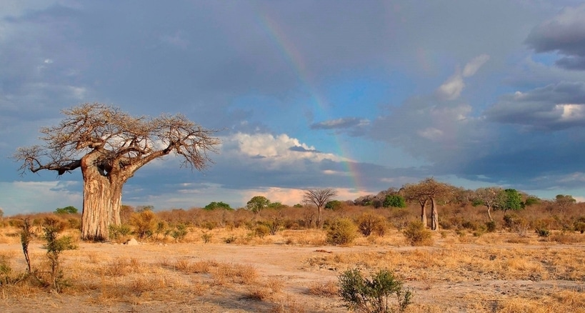 Panorama sur le parc de Ruaha dans le sud de la Tanzanie