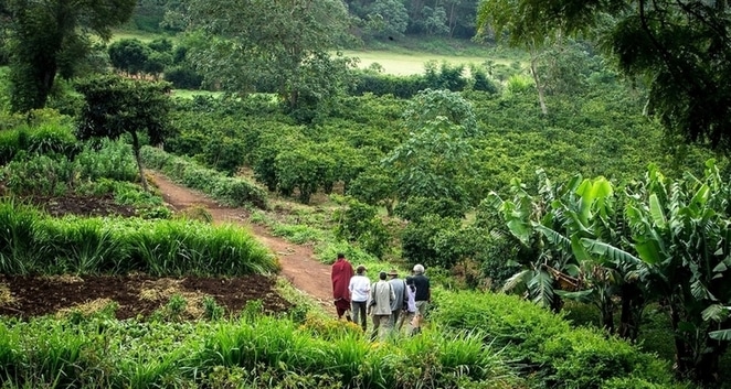 Visite d'une plantation de café dans la région de Karatu