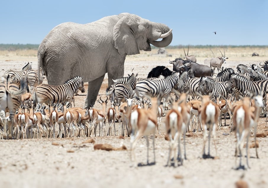 Namibie safari Etosha