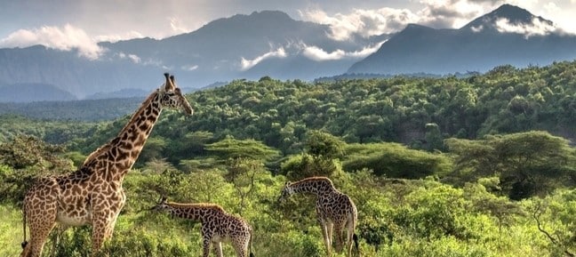 Girafes dans le parc d'Arusha avec le mont Meru en arrière plan