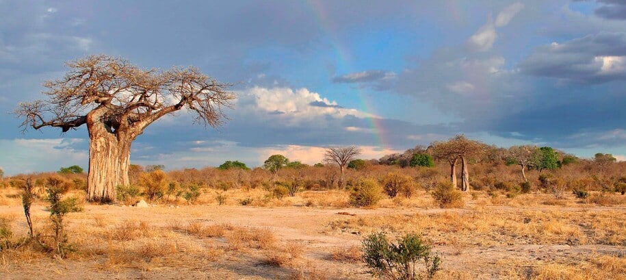 Paysages de brousse dans le parc de Ruaha dans le sud Tanzanie