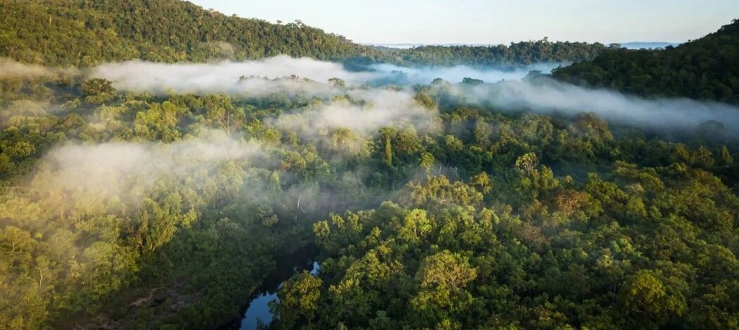 Au petit matin, la brume recouvre la cime des arbres de la forêt tropicale des montagnes de Cardamomes au Cambodge