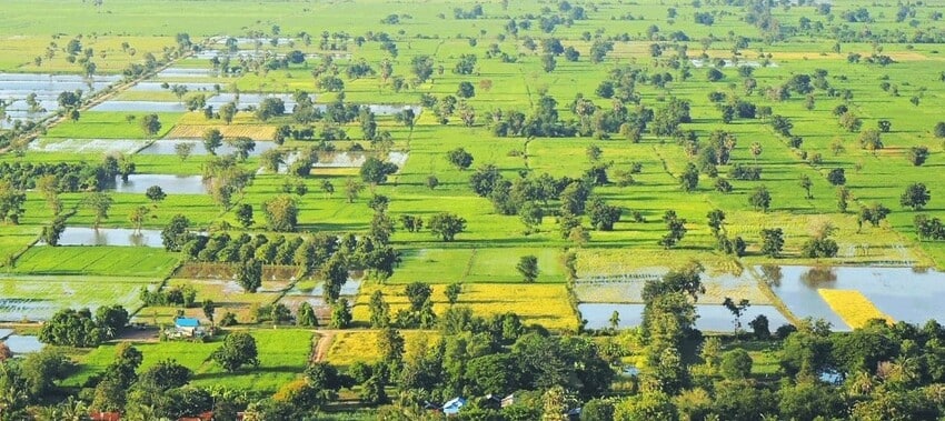 Vue arienne sur les payages de rizières et de palmiers à sucre de Battambang