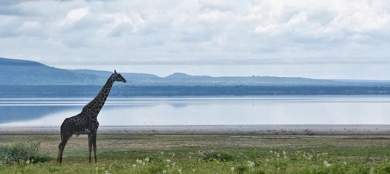 girafe sur les rives du lac Manyara