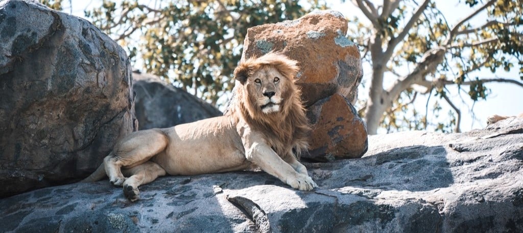 Le lion trône en majesté dans le parc de Ruaha