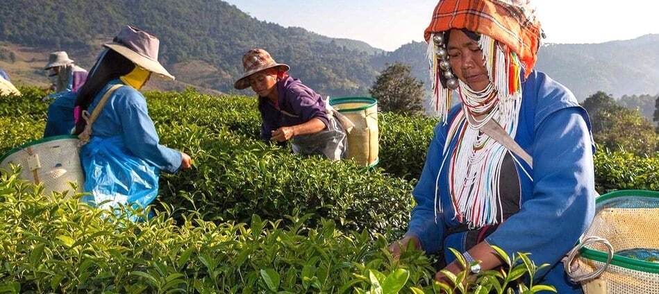 Populations akha travaillant dans les plantations de thé du nord de la Thaïlande entre Chiang Raï et Chiang Maï
