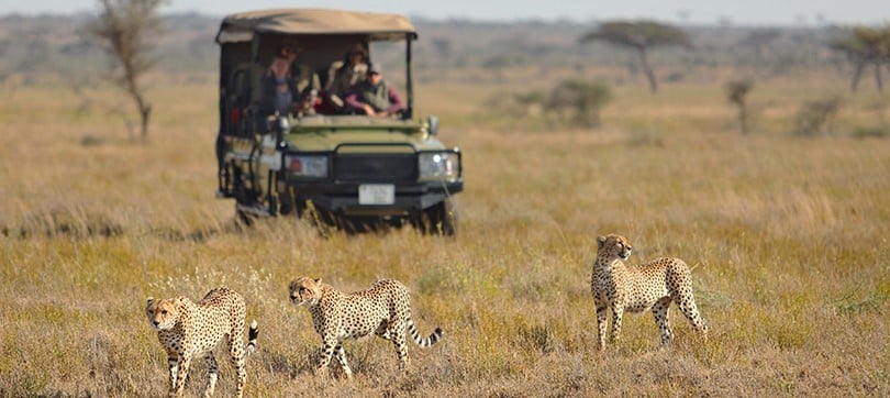 Guépards observés lors d'un safari en 4X4 dans l'Est du Serengeti