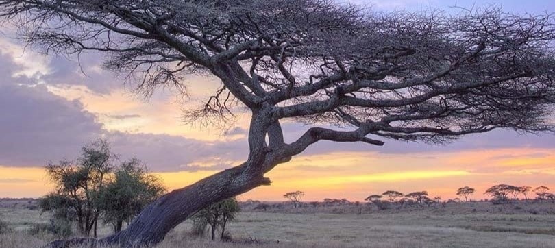 Superbes lumières de la fin de journée dans l'Est du Serengeti