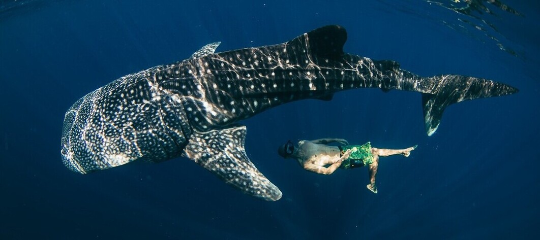 Incontournable d'un séjour à Cebu : nager avec les requins baleines à Oslob