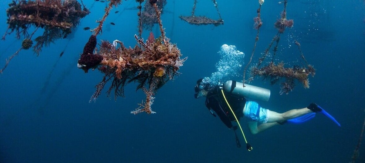 Plongée sous marine avec bouteilles pour découvrir la ferme de perles de Flower Island à Palawan