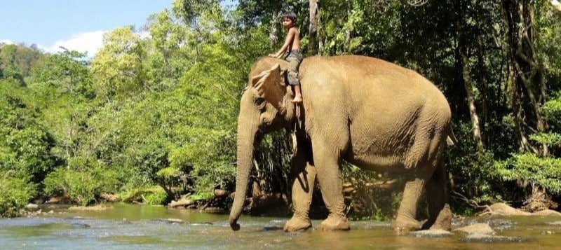 Découvrir les éléphants du Ratanakiri