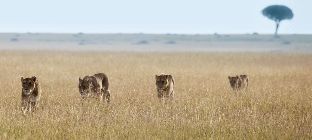 Lions dans les plaines de l'Est du Serengeti