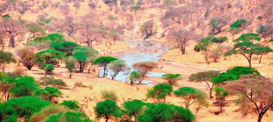 Les rives de la rivière Tarangire lors d'un safari en Tanzanie