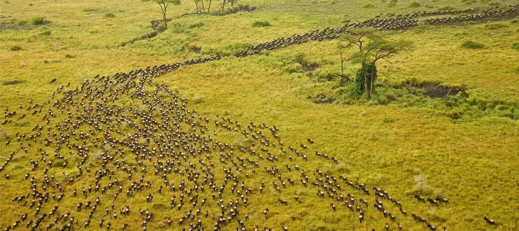 Survol des troupeaux de la grande migration lors d'un safari en montgolfière