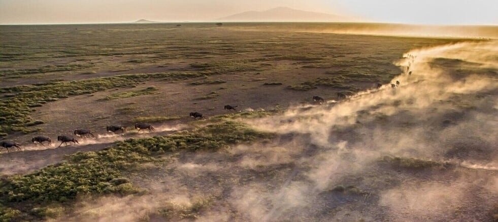 Troupeaux de la grande migration dans les plaines du Serengeti en Tanzanie