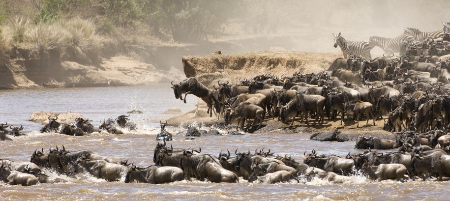 Traversée de la rivière Mara par les gnous et zèbres de la grande migration