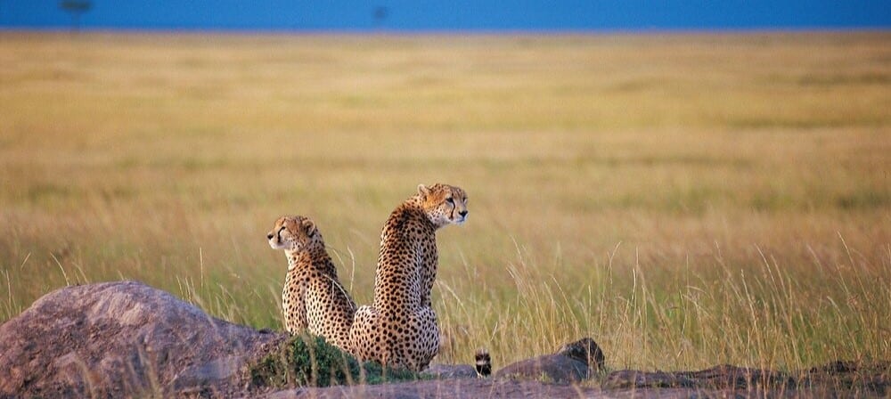 Guépards guettant leurs proies dans les plaines du Serengeti en Tanzanie