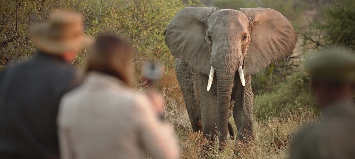 Approche des éléphants lors d'un safari à pied dans le parc de Ruaha