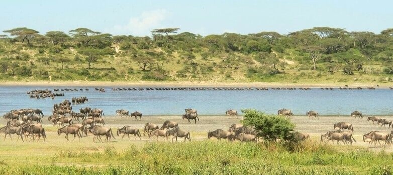 Rives du lac N'dutu dans le sud-ouest du Ngorongoro pendant la présence des troupeaux de la grande migration