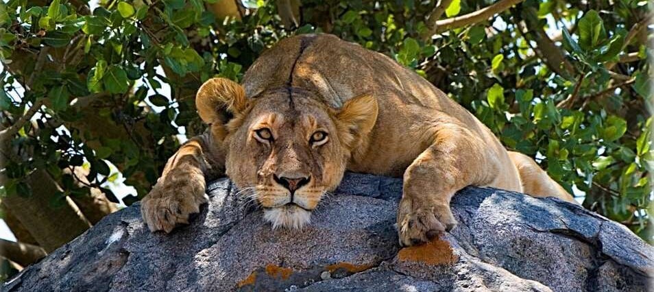 Lionne assoupie sur un kopje dans le centre du Serengeti en Tanzanie