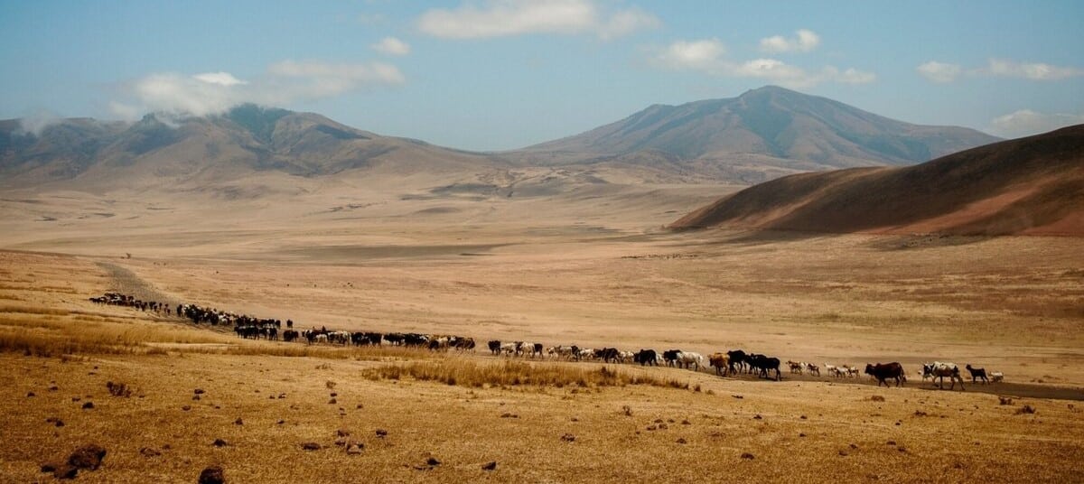 Berger masaï avec son troupeau sur les hauts plateaux du Ngorongoro en Tanzanie