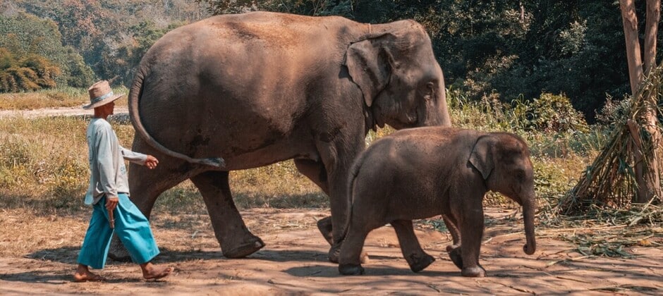 Apprenez à prendre soin d'un éléphant dans un camp proche de Chiang Maï