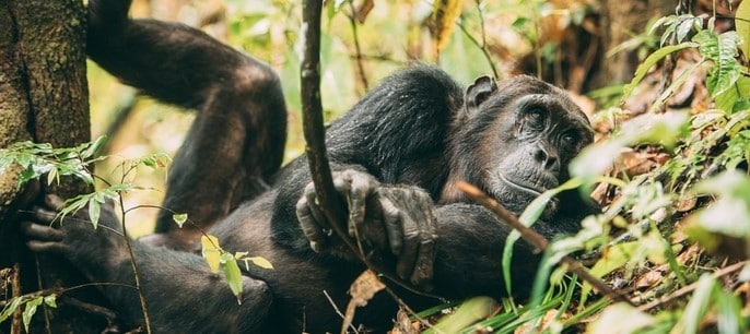 Chimpanzé observé après une marche dans la forêt tropicale de montagne du parc de Mahale dans l'ouest de la Tanzanie
