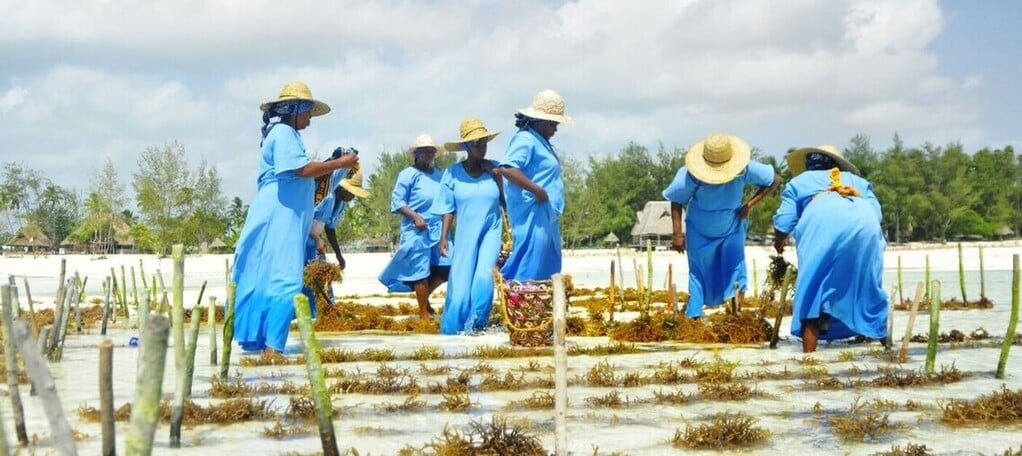 Cooperative de femmes qui travaillent à la ferme d'algues de Paje à Zanzibar