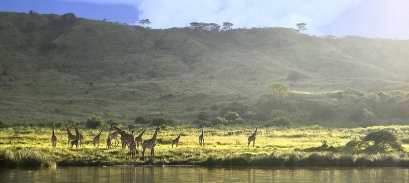 Girafes sur les rives du lac Momela