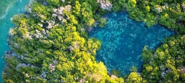 Mangroves et lagons secrets de Mafia