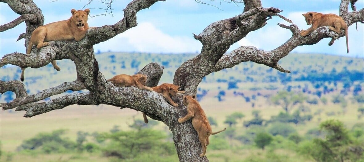 Lions dans les arbres observés lors d'un safari dans le parc du lac Manyara