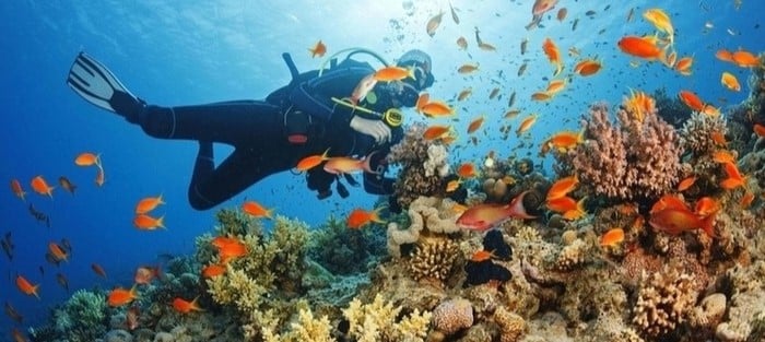 Plongée sous marine sur les récifs du sud de Zanzibar grâce aux clubs du Fumba Beach Lodge et de l'Unguja Lodge