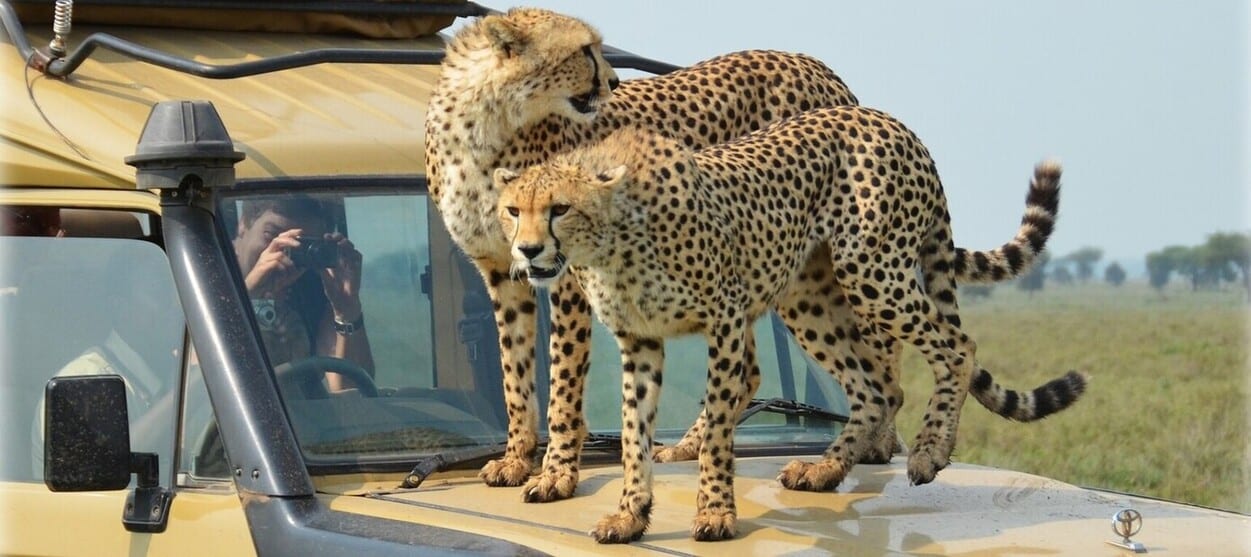 Expérience unique de safari en Tanzanie avec des guépards qui montent sur le capot d'un 4X4
