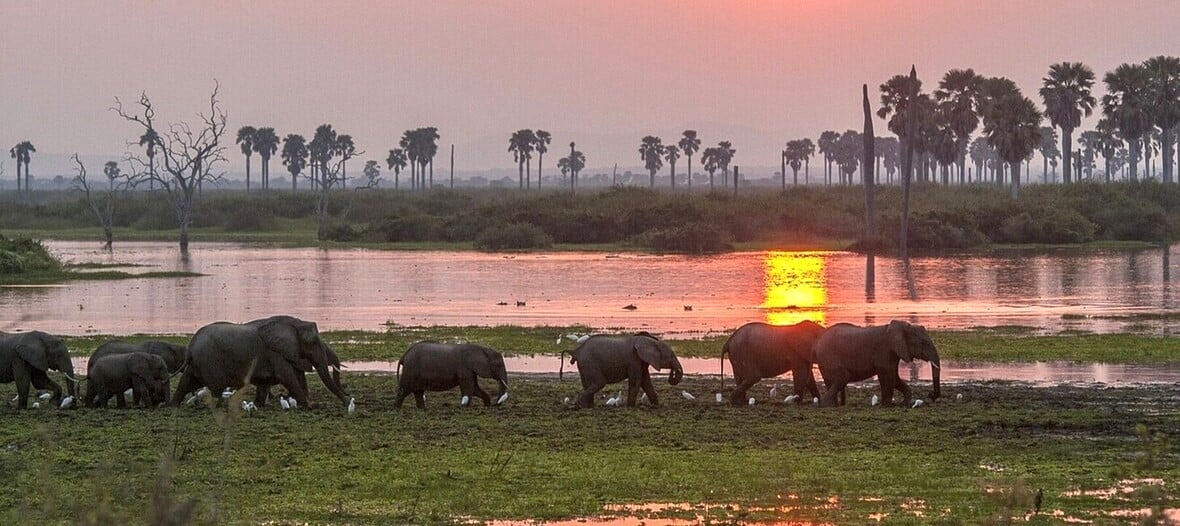 sur les rives du lac Manze, éléphants observés en safari dans le Selous