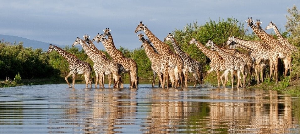 Girafes observées lors d'un safari en bateau sur le lac Siwandu dans le Selous